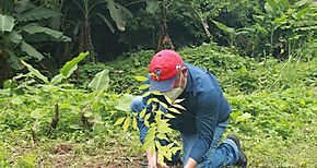 Siembran 100 árboles en Guna Yala en el Gran Día Nacional de Reforestación