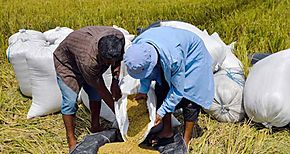 Gobierno continúa con pago de incentivos a productores de arroz maíz y leche