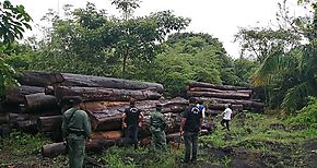 Decreto Ejecutivo 107 prohíbe la exportación de madera de bosques naturales en tuca
