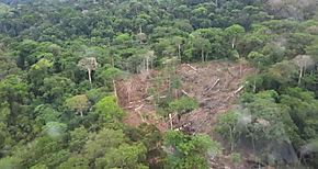 Ministerio Público investiga tala de árboles y quema en Darién