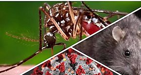 Minsa reporta 2859 casos de dengue y 23 casos de hantavirus hasta la fecha