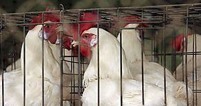En Panamá Oeste reiteran prohibición de movilización de aves silvestres por influenza aviar
