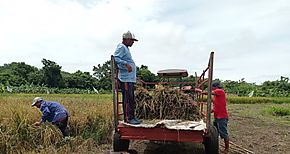 Se inicia cosecha de arroz en Isla Sevilla