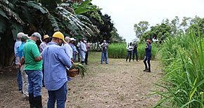 MIDA e IDIAP entrenan técnicos en identificación de la maleza conocida como arroz rojo