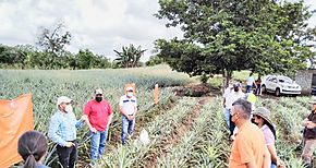 MIDA apoya producción de piña en Bugaba