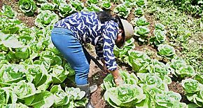 Mujeres rurales beneficiarias de Red de Familias cosechan más de 500 plantas de repollo orgánico en la provincia de Coclé