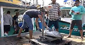 Alza del combustible afecta pescadores en Pedregal 