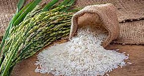 IMA vende en cinco das ms de 500 mil libras de arroz