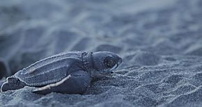 Conservan tortugas marinas en zona minera