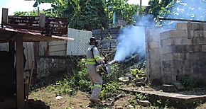 Panamá Oeste registra 624 casos confirmados de dengue Aedes Aegypti