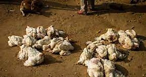 Sacrifican 1500 aves en Veraguas y Colón tras detección de caso de influenza aviar