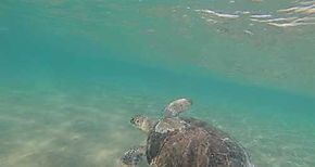 MiAMBIENTE afirma que investigará la muerte de 90 tortugas en zona protegida de Isla Cañas