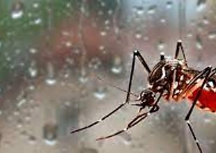 Panamá reporta la primera muerte por dengue en el 2022