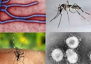 Minsa reporta 970 casos de leishmaniasis, 4,254 de malaria y 5, 222 de dengue
