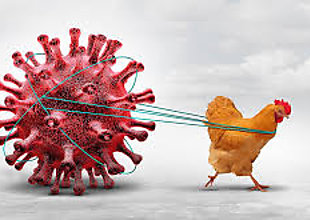 La transmisin de la gripe aviar al hombre es una 