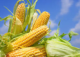 Productores de maíz han recibido B/.7.8 millones en pagos