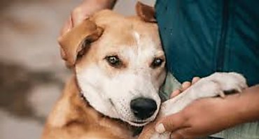 Día Mundial del Perro Adoptado: claves para generar conciencia en la tenencia responsable