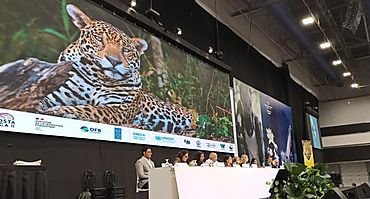 Ante Líderes Mundiales, Fundación Yaguará Panamá posiciona relevancia del jaguar para la biodiversidad del mundo