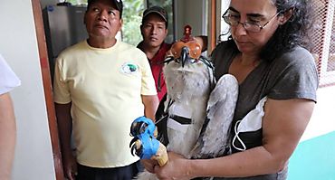 Realizan rescate y reubicación de un Águila Harpía