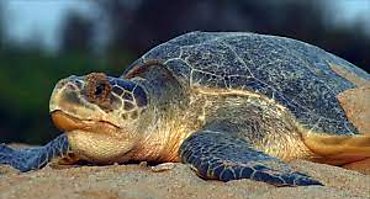 Una especie en peligro de extincin que protegen en playas de Cocl, la Tortuga Lora