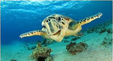 Se aprueba legislación que refuerza protección de tortugas marinas en Panamá