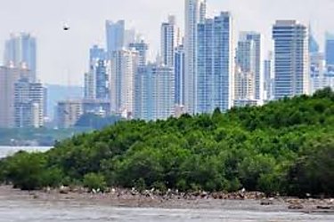 Saneamiento y AUDUBON buscan fortalecer la conservación del humedal Bahía de Panamá