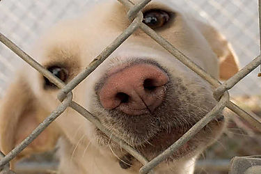 Ley penalizaría con cárcel el maltrato animal