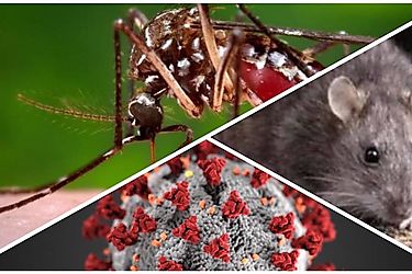 Minsa reporta 2859 casos de dengue y 23 casos de hantavirus hasta la fecha