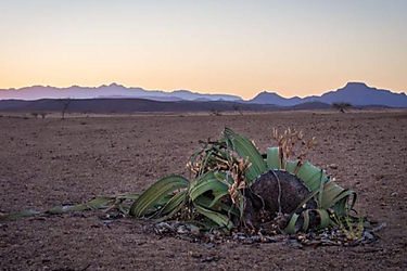 Welwitschia la genética revela los secretos de la planta que roza la inmortalidad