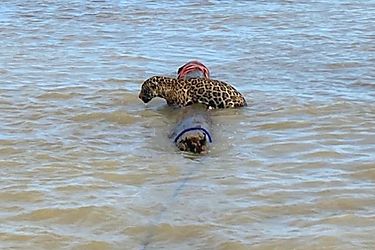Rescatan con xito del mar a un jaguar alejado de la costa en Colombia