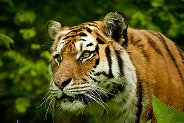 Un enorme tigre de bengala se escapa de sus dueos y deambula cerca de una carretera en Mxico