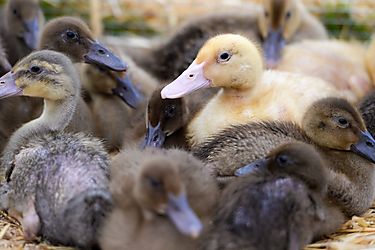 Sacrifican ms de 38 mil patos tras detectar dos focos de gripe aviar en Hungra