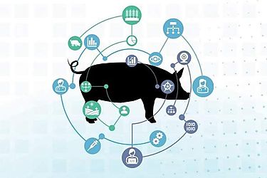 La inteligencia artificial llega al sector porcino para mejorar el bienestar animal
