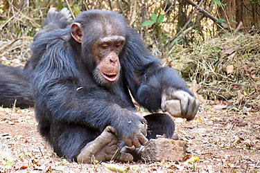 Descubren que los chimpancs adquieren comportamientos culturales ms parecidos a los humanos de lo que se crea