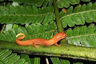 Científicos descubren nueva especie de salamandra