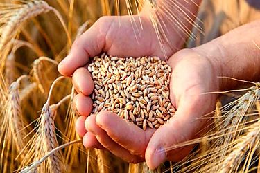 India anunció flexibilización de prohibición para exportar trigo