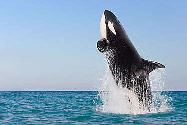 Cientficos planean salvar a una orca perdida en el ro Sena de Francia guindola con sonidos desde un dron