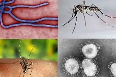 Minsa reporta 970 casos de leishmaniasis 4254 de malaria y 5 222 de dengue