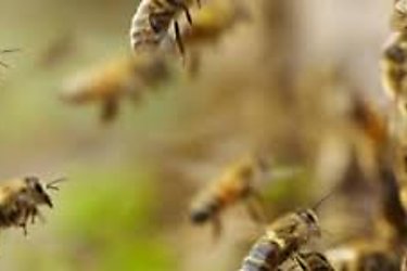 Aumentan casos por picaduras de abejas africanizadas en Chiriquí