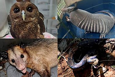 Autoridades rescataron a 42 animales silvestres en Chiriquí 