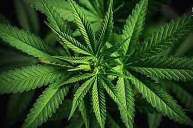 Más de 20 empresas interesadas en obtener licencia para fabricación de derivados del cannabis medicinal