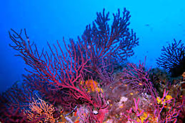 Las gorgonias qué son estas criaturas marinas