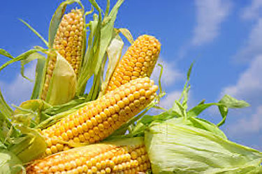 Productores de maíz han recibido B78 millones en pagos