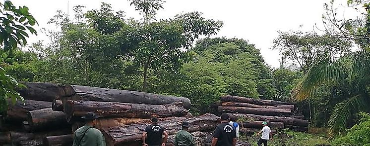 Decreto Ejecutivo 107 prohbe la exportacin de madera de bosques naturales en tuca