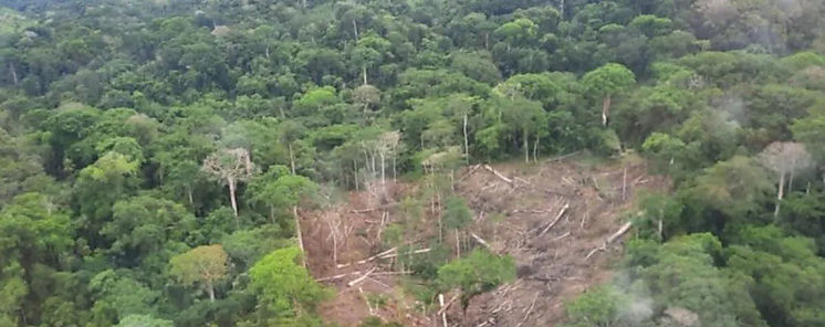 Ministerio Público investiga tala de árboles y quema en Darién