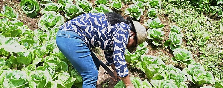 Mujeres rurales beneficiarias de Red de Familias cosechan ms de 500 plantas de repollo orgnico en la provincia de Cocl