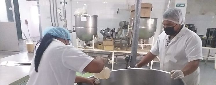 Productores de jengibre de Panamá Este interesados en industrializar el producto