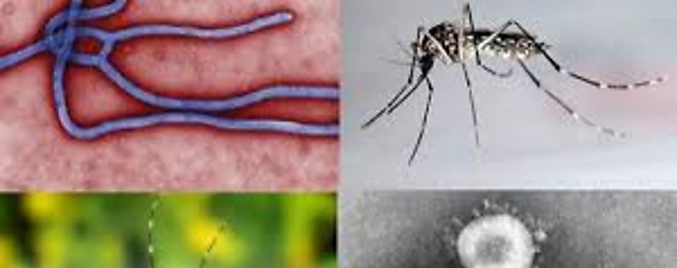 Minsa reporta 970 casos de leishmaniasis 4254 de malaria y 5 222 de dengue