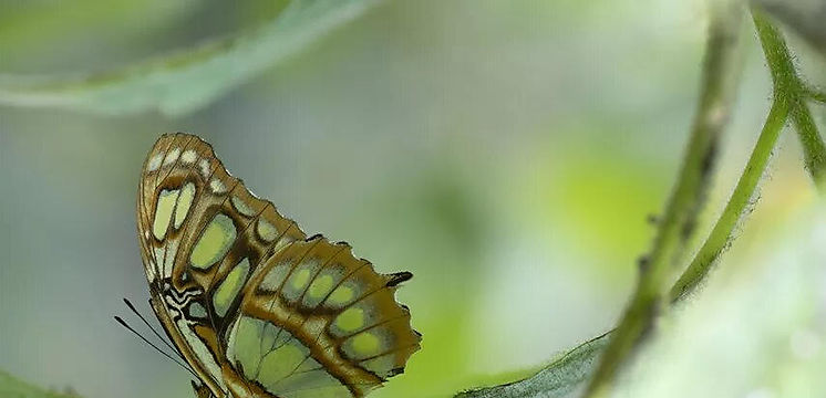 Mariposas de Costa Rica abren alas en Dubi Europa y EE UU