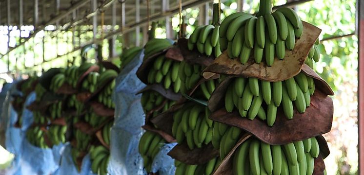 Panamá participa en la Cumbre Latinoamericana por la Unidad del Banano